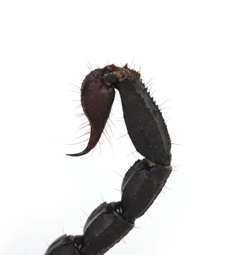 Scorpion tail